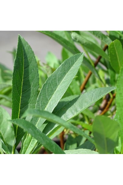 Слива приземиста Депресса на штамбі листя